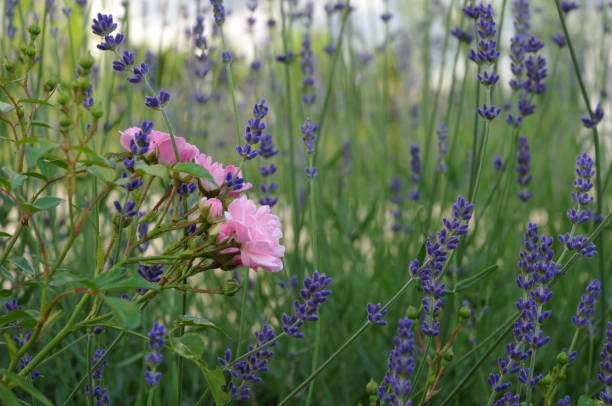 istock pink roses and lavender 1158697566