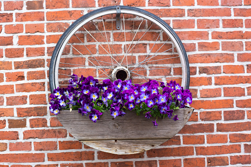 Holland: Pretty Purple Petunias in Basket on Red Brick Wall