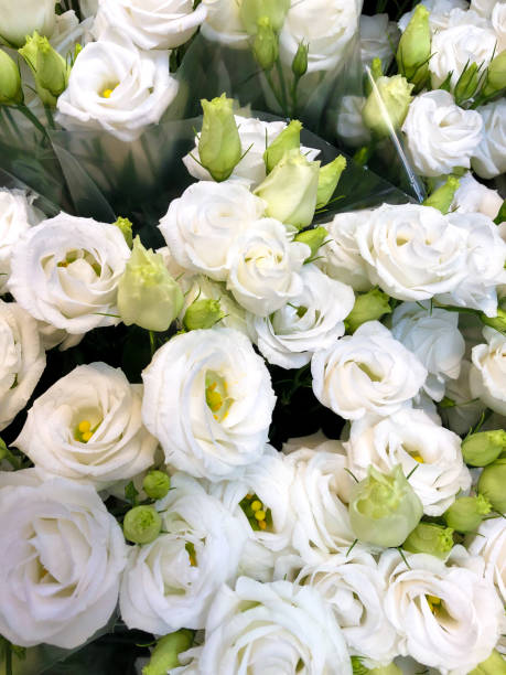 istock Holland: Bouquets of White Ranunculus, Full-Frame 1158697824