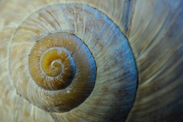 istock circumvolutions of a snail shell in close-up 1158701009