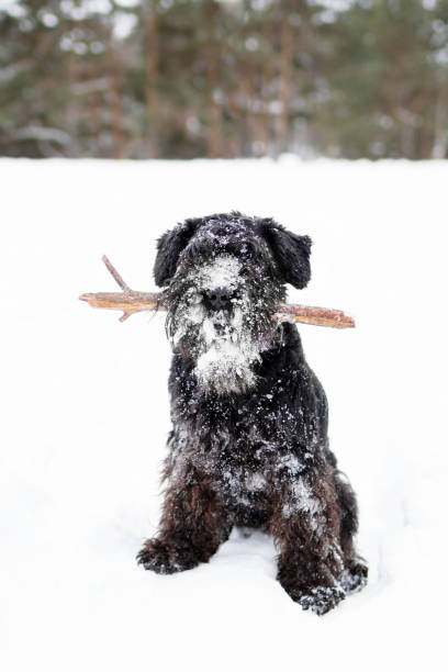 istock Black miniature schnauzer is playing with stick in winter park. 1158701828