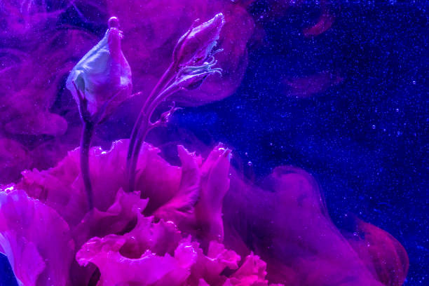 istock Flower in colourful water 1158702437