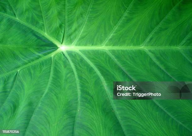 Leaf Tło - zdjęcia stockowe i więcej obrazów Abstrakcja - Abstrakcja, Bez ludzi, Bliskie zbliżenie