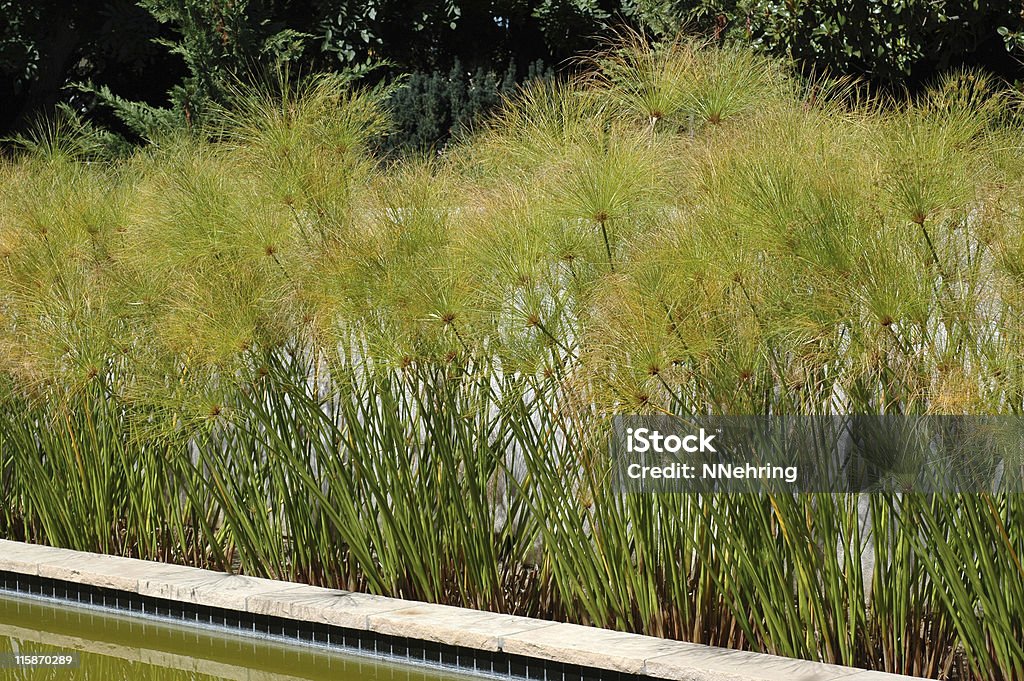 Cyperus Papiro de - Royalty-free Ao Ar Livre Foto de stock