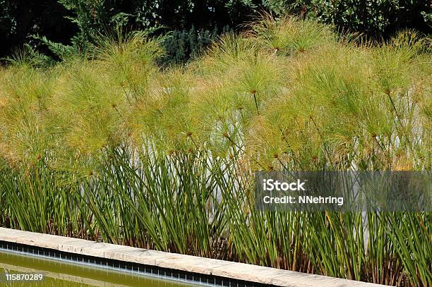 Cyperus Papiro De - Fotografias de stock e mais imagens de Ao Ar Livre - Ao Ar Livre, Caniço, Carriço