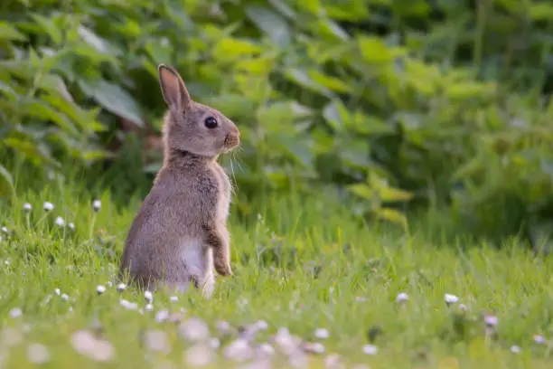 Young rabbit in the grass