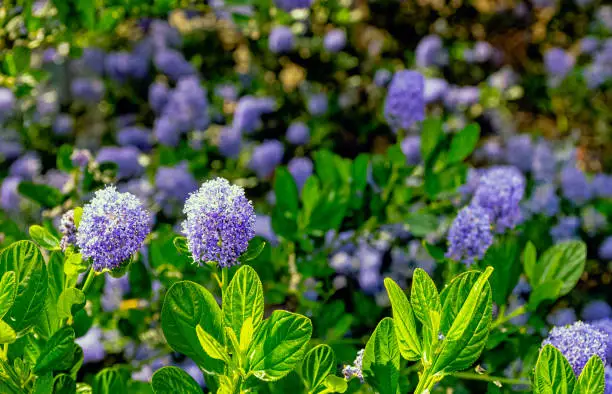 Ceanothus thyrsiflorus, known as blueblossom or blue blossom ceanothus, is an evergreen shrub in the genus Ceanothus - Dinard, France