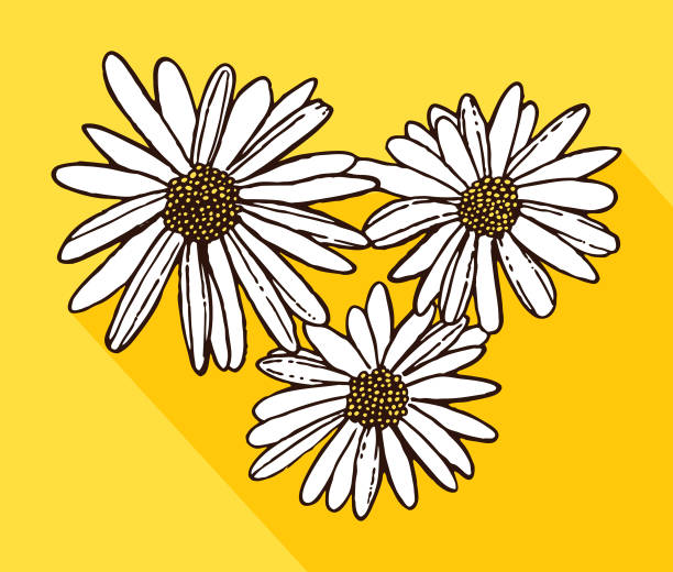 ilustraciones, imágenes clip art, dibujos animados e iconos de stock de white daisies - golden daisy