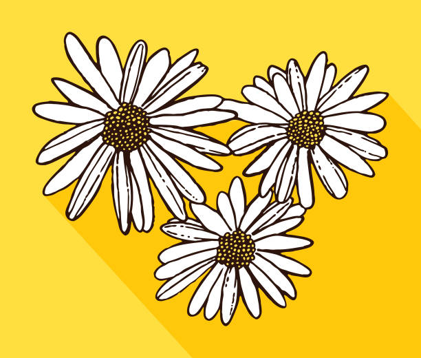 White Daisies Vector illustration of three white daisies with shadow on a yellow background. marguerite daisy stock illustrations