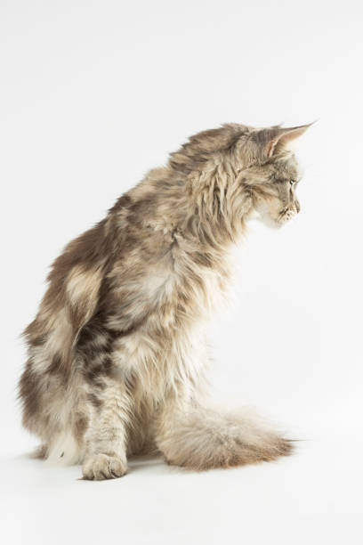 istock Beautiful cat portrait 1158705770