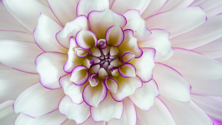 Blooming Flower Purple and White Dahlia Macro Closeup