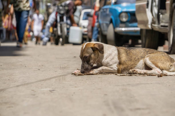 Poor, unwanted, homeless dog in the Streets of Old Havana City, Capital of Cuba, during a sunny day.