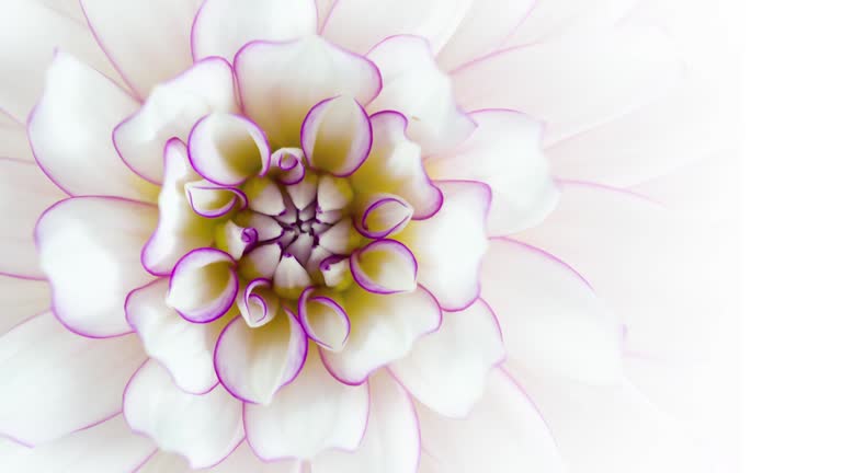 Blooming Elegant White Flower Macro Closeup on White Background Copy Space