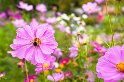 Bee gather pollen on blossom of Cosmos flower at garden in bloom