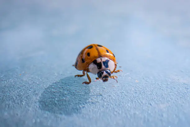 super macro image of a ladybug, Super macro shot of European seven spot ladybird. Scientific name: Coccinella septempunctata