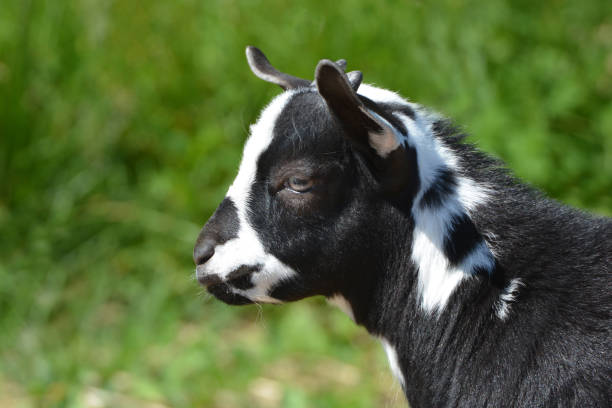 Beautiful girl in plaid shirt holding a goatling, a baby goat in her arms while spending time at the stables.