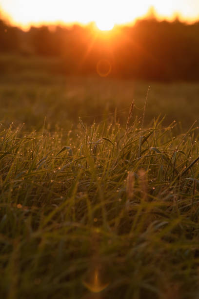 istock Early morning on the tips of the grass. 1158708697