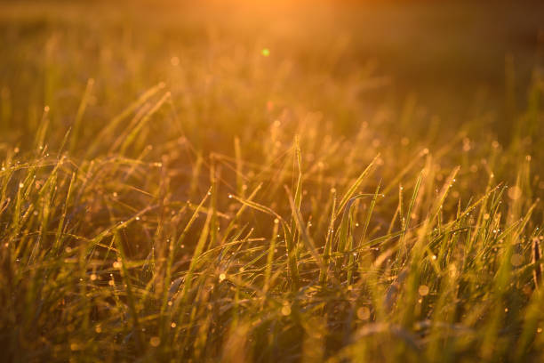 istock Early morning on the tips of the grass. 1158708772