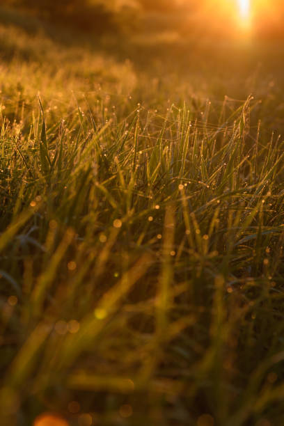 istock Early morning on the tips of the grass. 1158708809