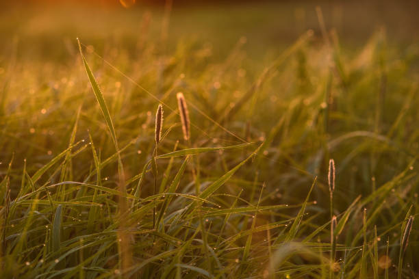 istock Early morning on the tips of the grass. 1158708854