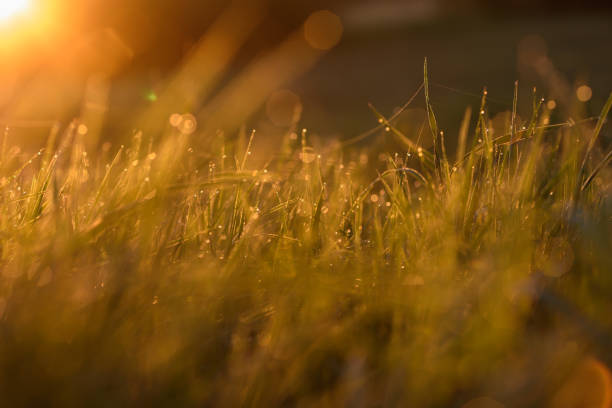 istock Early morning on the tips of the grass. 1158708940
