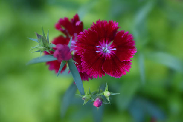 colorful flowers on the vine, field, closeup
