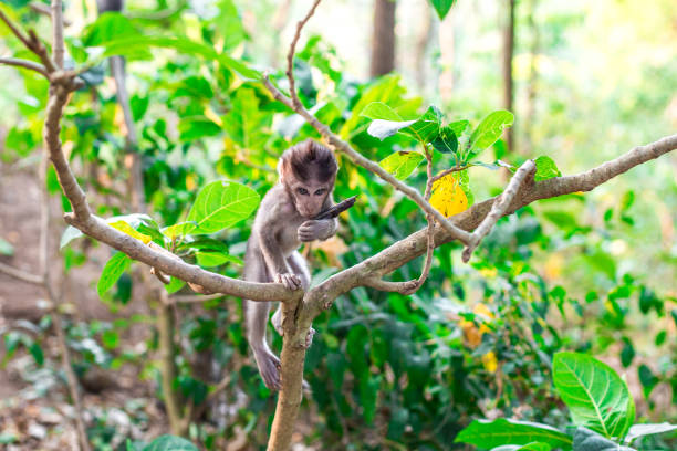 istock A young macaque monkey with the fruit pod from a Samanea saman at the Monkey Forest Sanctuary in Ubud, Bali, Indonesia 1158709174