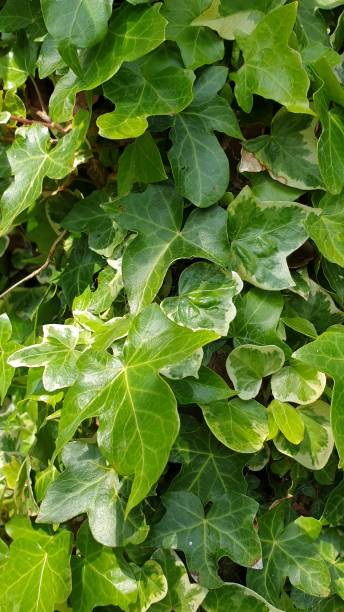 istock Close up of ivy 1158709247