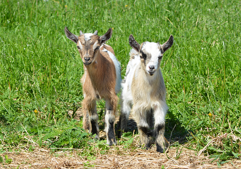 Playful young goat on a green meadow.