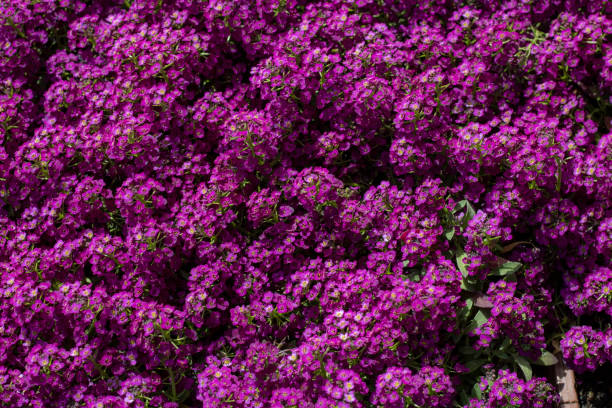 istock Purple flowers and leaves, 1158710988