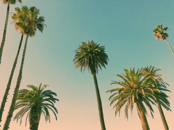 Palm trees at Venice Beach stock photo