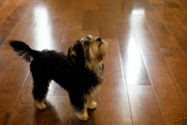 istock Small brown and black Yorkie dog 1158713194