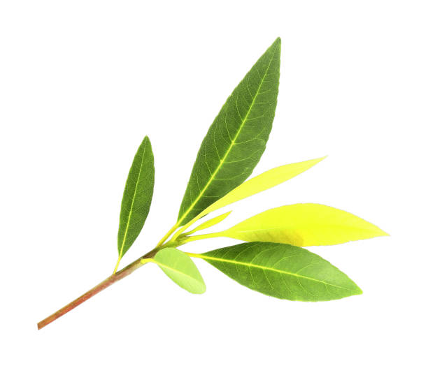 istock The Green leaves  on white background. 1158713410
