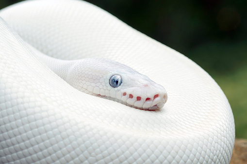 Python Hitam Putih Putih Ular Python Bola Foto Stok - Unduh Gambar Sekarang - Sanca sejati ...