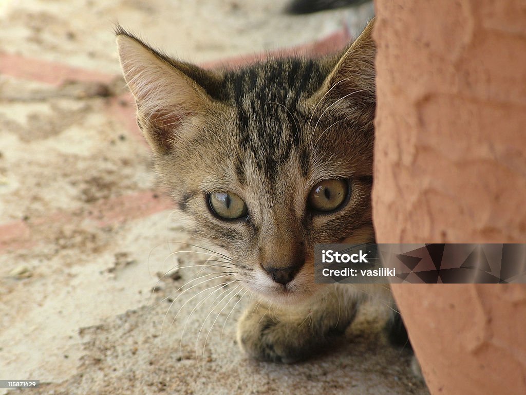 Hidden gattino - Foto stock royalty-free di Animale