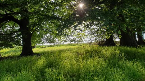 istock Lush woodland scene 1158714410