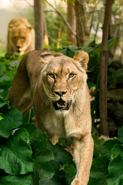 Pride of lions goes hunting Pride of lions in African bush gets ready for hunting. female animal mammal animal lion stock pictures, royalty-free photos & images