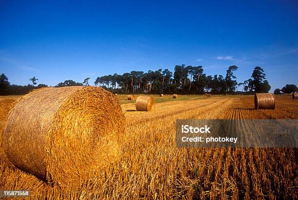 Haybales Im Feld Stockfoto und mehr Bilder von Baum - Baum, Blau, Breit