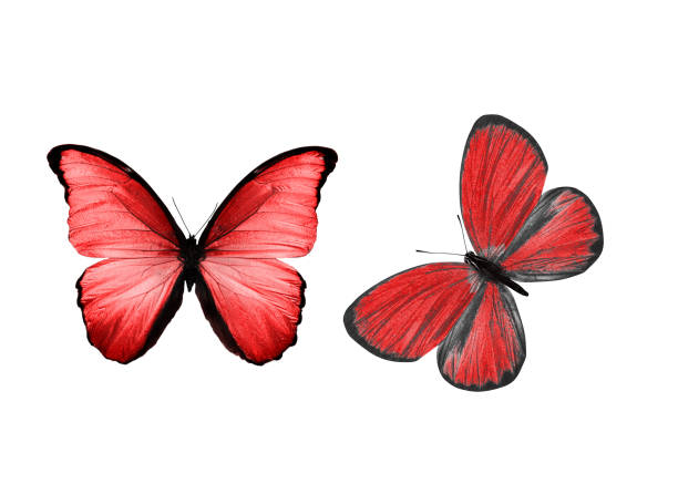 istock beautiful two red butterflies isolated on white background 1158716543