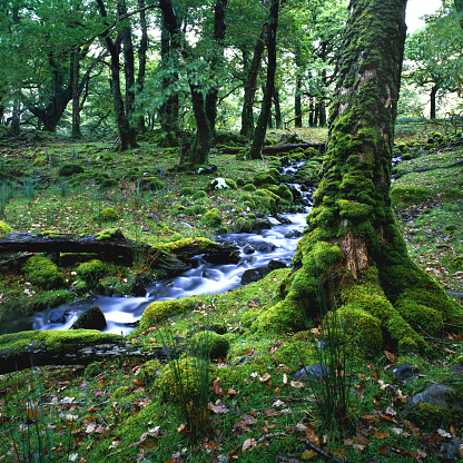 Woodland Stream in Sheffrey Wood, Ireland (scan of large format slide) 51 megapixel file (XXL)