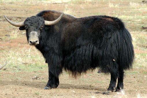 This long-haired wild or domesticated ox is originally from Tibet and Central Asia.This one lives on a farm in Alaska near Delta Junction.