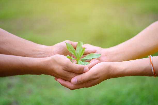istock Green leafy seedlings put on the hands of men 1158717910