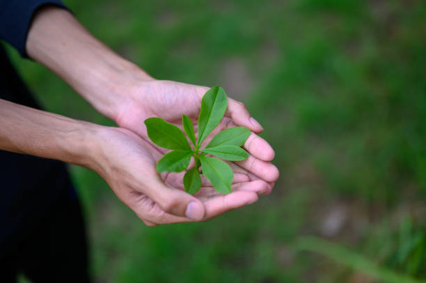 istock Green leafy seedlings put on the hands of men 1158717939