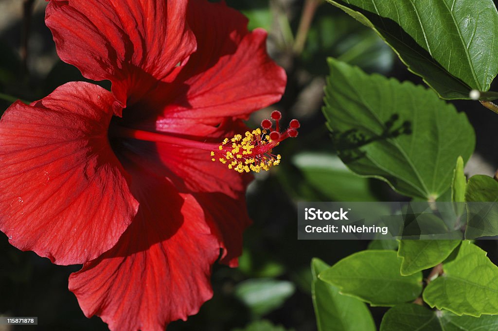 red flor de hibisco, Hibiscus rosa-sinensis - Foto de stock de Arbusto royalty-free