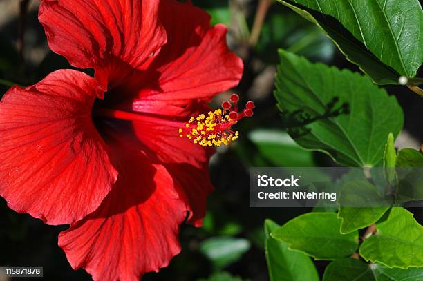 Foto de Red Flor De Hibisco Hibiscus Rosasinensis e mais fotos de stock de Arbusto - Arbusto, Cabeça da flor, Cultivado