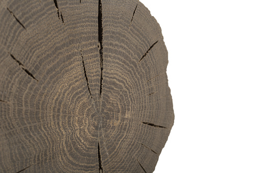 A handmade oak souvenir, an oak texture with cracks