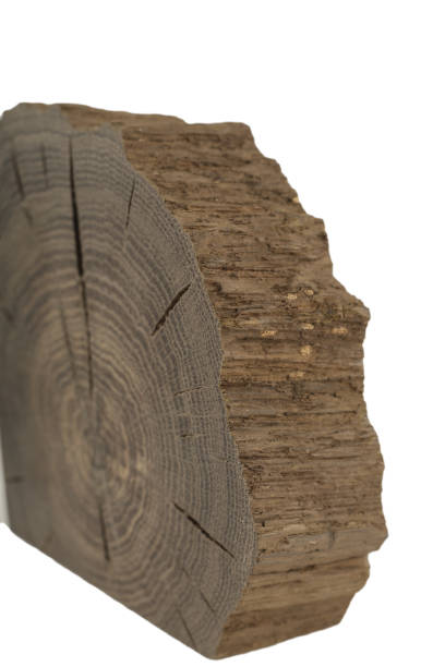 istock A handmade oak souvenir, an oak texture with cracks 1158718864