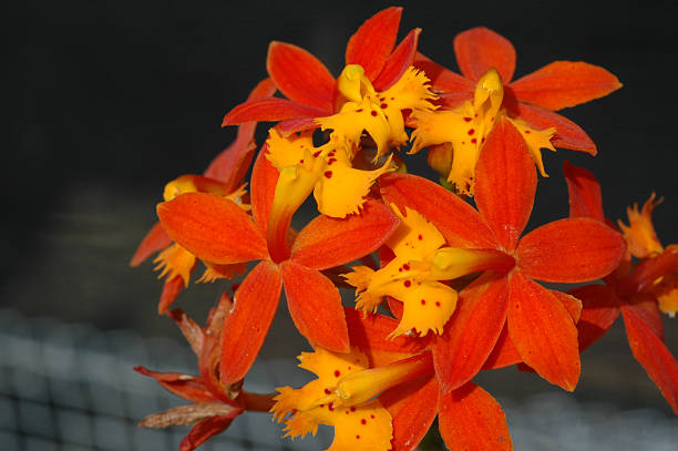 Small orchids of yellow and orange Epidendrum cinnabarinum
