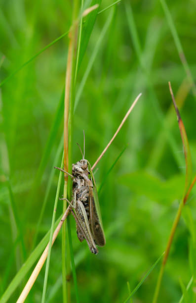istock Femle Common green grasshopper, Omocestus viridulus on grass 1158720226