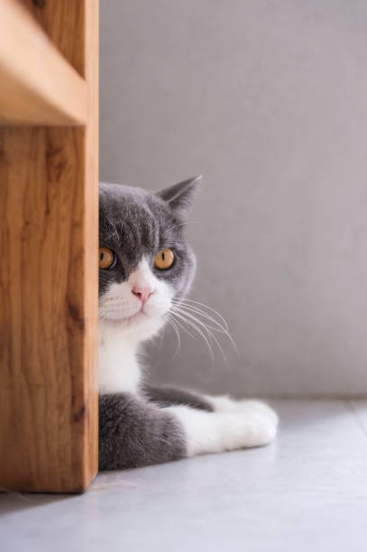 istock Cute british shorthair, indoor shot 1158721252